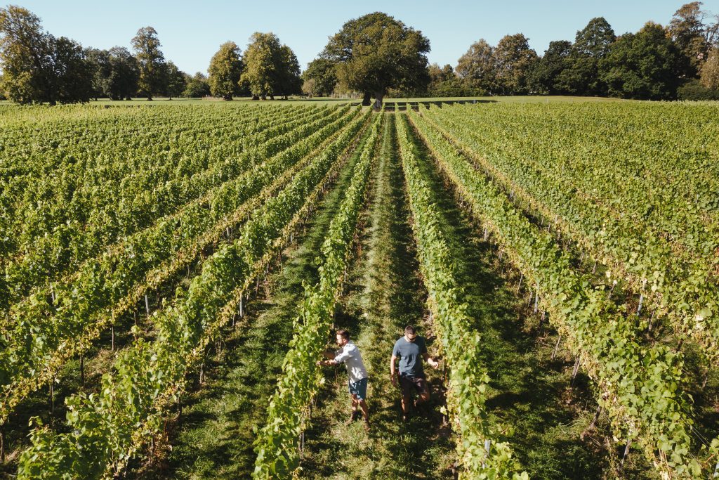 English wine vineyard - Coolhurst