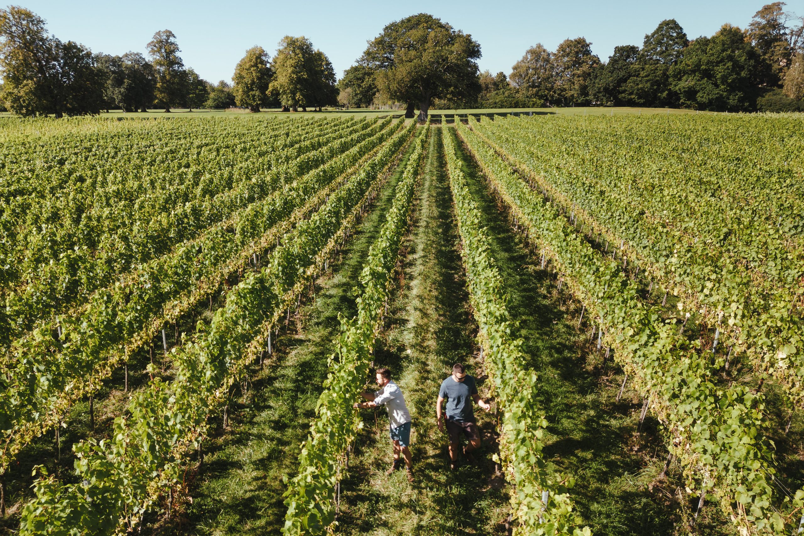 English wine vineyard - Coolhurst